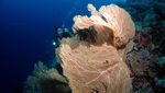 Pulau Owi, Kecantikan Tersembunyi di Timur Biak, Papua