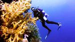 Pulau Owi, Kecantikan Tersembunyi di Timur Biak, Papua