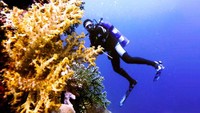 Penyelaman bawah laut di Pulau Padaido (Sumber: endrocn.com)