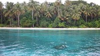 Jejeran pohon kelapa menjadi prajurit yang siap melindungi kelestarian Pulau Owi (Sumber: worldthinkingnow.blogspot.com)