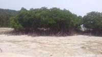 Pahawang kecil