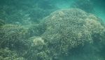 Pulau Pahawang, Pesona Alam Bawah Laut Lampung