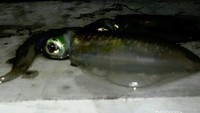 Hasil Memancing Malam ini