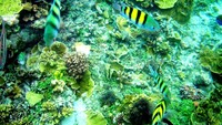 Alam Bawah laut