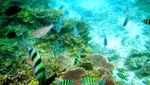 Pulau Pari, Pelepas Kepenatan Bagi Warga Jakarta