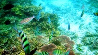 Alam Bawah Laut Pulau Pari