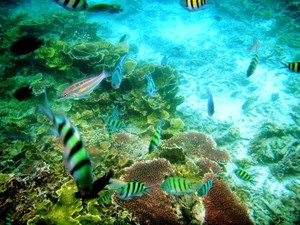 Pulau Pari, Pelepas Kepenatan Bagi Warga Jakarta