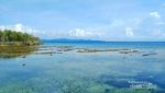 Pulau Pasoso, Rumahnya Penyu Hijau