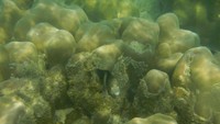 Kondisi underwater di Pulau Pasumpahan