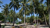 Sekitar pulau yang dihiasi pasir putih dan pohon kelapa