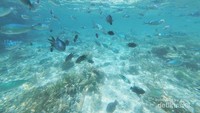 Ikan yang mengajak berenang bersama di Pulau Kanawa