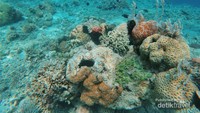 Keindahan Karang di Pulau Kelor