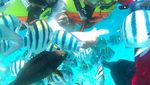 Pulau Rubiah, Surganya Ikan!