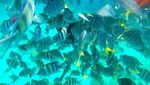 Pulau Rubiah, Surganya Ikan!