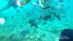 Pulau Rubiah, Surganya Ikan!