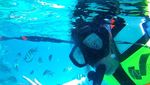 Pulau Rubiah, Surganya Ikan!