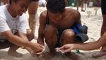 Pulau Sangalaki, Saksi Sebuah Kehidupan Bayi Penyu