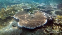 Karang meja di pulau Sepa