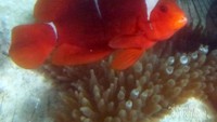 Ikan badut dan anemon laut