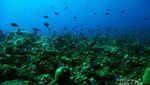 Pulau Siau, Surga Bawah Laut di Utara Manado