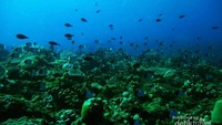 Ikan dan terumbu karang