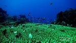 Pulau Siau, Surga Bawah Laut di Utara Manado