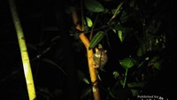 Tarsius