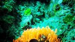 Pulau Siau, Surga Bawah Laut di Utara Manado