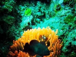 Pulau Siau, Surga Bawah Laut di Utara Manado