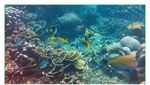 Pulau Tunda, Tempat Melihat Lumba-lumba & Penyu di Banten
