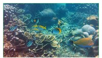Tunda Underwater,Pulau Tunda