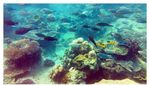 Pulau Tunda, Tempat Melihat Lumba-lumba & Penyu di Banten
