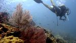 Pulau Wangi-wangi di Wakatobi, Pesona Tiada Dua