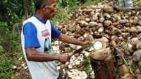 Petani kopra yang ada di Pulau Zum-zum (Fanny Kristiadhi /ACI)
