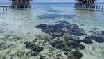 Pulo Cinta di Gorontalo, Tidak Kalah dengan Maldives