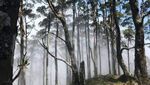 Puncak Gunung Mutis yang Eksotis