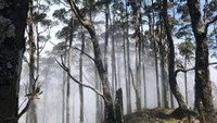 Berbagai jenis pohon yang menjulang tinggi ikut mempercantik puncak gunung ini. (Esti Renatalia Tanaem)