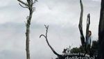 Puncak Gunung Mutis yang Eksotis