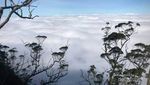 Puncak Gunung Mutis yang Eksotis