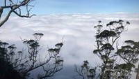 Hamparan awan putih dari puncak gunung mutis (Esti Renatalia Tanaem)
