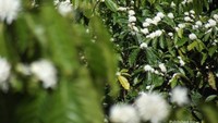 tanaman kopi yang sedang berbunga, wanginya begitu khas