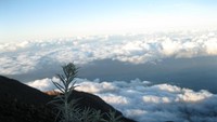Edelweiss di puncak agung