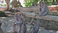 Kawanan Monyet di Pelataran Pura