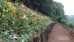 Purbalingga Punya Kebun Bunga Secantik Ini