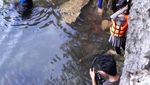 Raja Ampat Juga Punya Danau Ubur-ubur Tak Menyengat