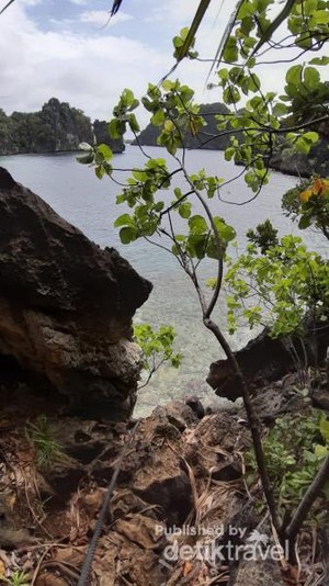 Raja Ampat Juga Punya Danau Ubur-ubur Tak Menyengat