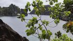 Raja Ampat Juga Punya Danau Ubur-ubur Tak Menyengat