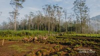 Penangkaran rusa jinak