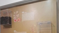 Diorama yang menjelaskan komoditas rempah-rempah yang memiliki nilai ekonomi tinggi bagi pemerintah Kolonial Belanda