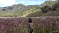 Di padang bunga